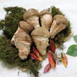 무농약 참송이버섯 500g 1kg 쫄깃쫄깃 고기버섯 GAP인증 방사능불검출 안전한 버섯